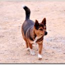 장원목장 이미지