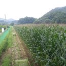 대진목장 이미지