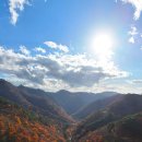 자작나무숲정상 이미지