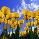 튜울립 이미지