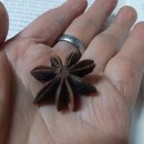 스타 아니스 이미지