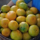 노지하우스 | 제주 감귤 추천! 25년 감귤 제주 프리미엄 효돈 노지 하우스 감귤 5kg 솔직 후기