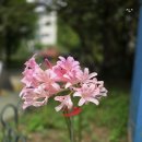 0728 꽃양귀비 이미지