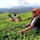 오후의 여유타임 홍차 이미지