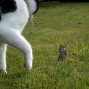 톰과제리 이미지