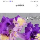 애잘린 이미지