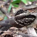 Jungle nightjar 쏙독새 ヨタカ, 夜鷹- 좀 불쌍한 새 이미지