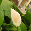 growing 이미지