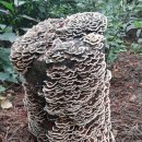 필봉산길 이미지