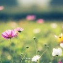 우리;꽃 이미지