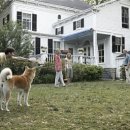 하치이야기 이미지