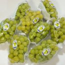 샤인2 | 샤인머스켓 고르는법 제철 김천 샤인머스켓 2kg 후기