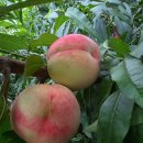 영자농장 이미지