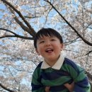 안산 화랑유원지 | 경기도 벚꽃명소 안산 벚꽃명소 화랑유원지 벚꽃 개화상태와 후기