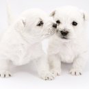 빵먹는 강아지 이미지