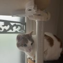 홍찜닭(신평점) | [구미] 4/20-21 본가 🏡