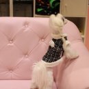 쁘띠비쥬