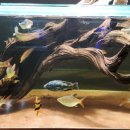 단짠아쿠아 평화점 이미지