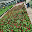 와동축구장(꽃빛공원) | 안산어린이꽃체험프로그램다녀온후기.안산시꽃양묘장.안산와동꽃빛공원. 안산가볼만한곳.