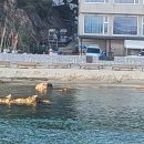 육백산 사슴농장 이미지