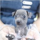 천안 고양이분양 도로시펫 이미지