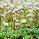 자생식물원 이미지