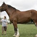 포우농장 이미지