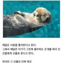 해달 이미지