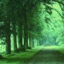 자연과숲 - 15251 | 자연과숲