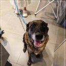 동일동물병원 이미지