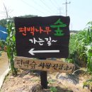 두동편백마을 이미지