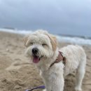 샬몽 | [내돈내산] 송파구 강아지 스포팅 미용 추천 - 샬몽애견미용실