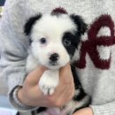 드림독 | 서울에서 잠깐 드라이브처럼 다녀온 곳, 드림독 인천점 일상 후기 🐾