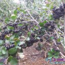 신관농장 이미지