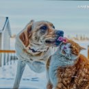 다사랑동물병원 이미지