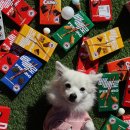 놀러오개 애견유치원 애견호텔(화성 병점진안점) 이미지