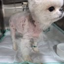 제일2차동물메디컬센터 | [제일2차동물메디컬센터]　갑작스러운 후지마비, 섬유연골성 색전증(FCE) 및 디스크 질환 집중치료 사례