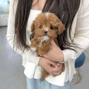 포메라니안분양 꼬똥드툴레아분양 웨스티분양 말티푸입양 미니말티즈분양 미니비숑분양 폼스키분양 보더콜리분양 이미지