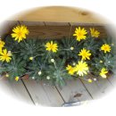 안흥초병설 이미지