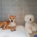 노블동물병원 이미지