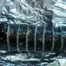 다정김밥 이미지