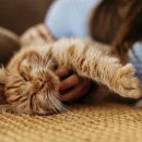 이쁘냥 고양이미용실 대전점 이미지