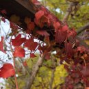 공세리마을 이미지