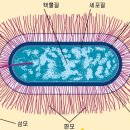 한국춘란과 유해 박태리아(bacteria/細菌) 및 균류/(난식병61) 이미지