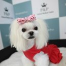 핸드메이독 이미지