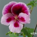 캔디플라워 이미지