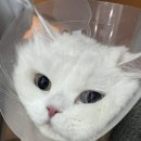 로이종합동물병원 이미지