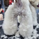 에이스애견미용학원 이미지