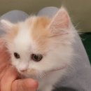 블럭비즈몬 이미지