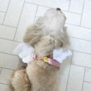 야옹아멍멍해봐강릉